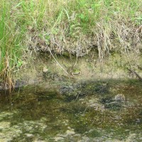 Marsh Frog